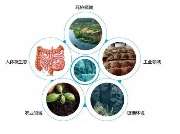 【第十一期】肠道菌群分析R语言实践临床应用培训班