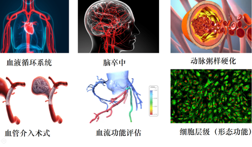 医学流体力学及血管建模临床应用培训班